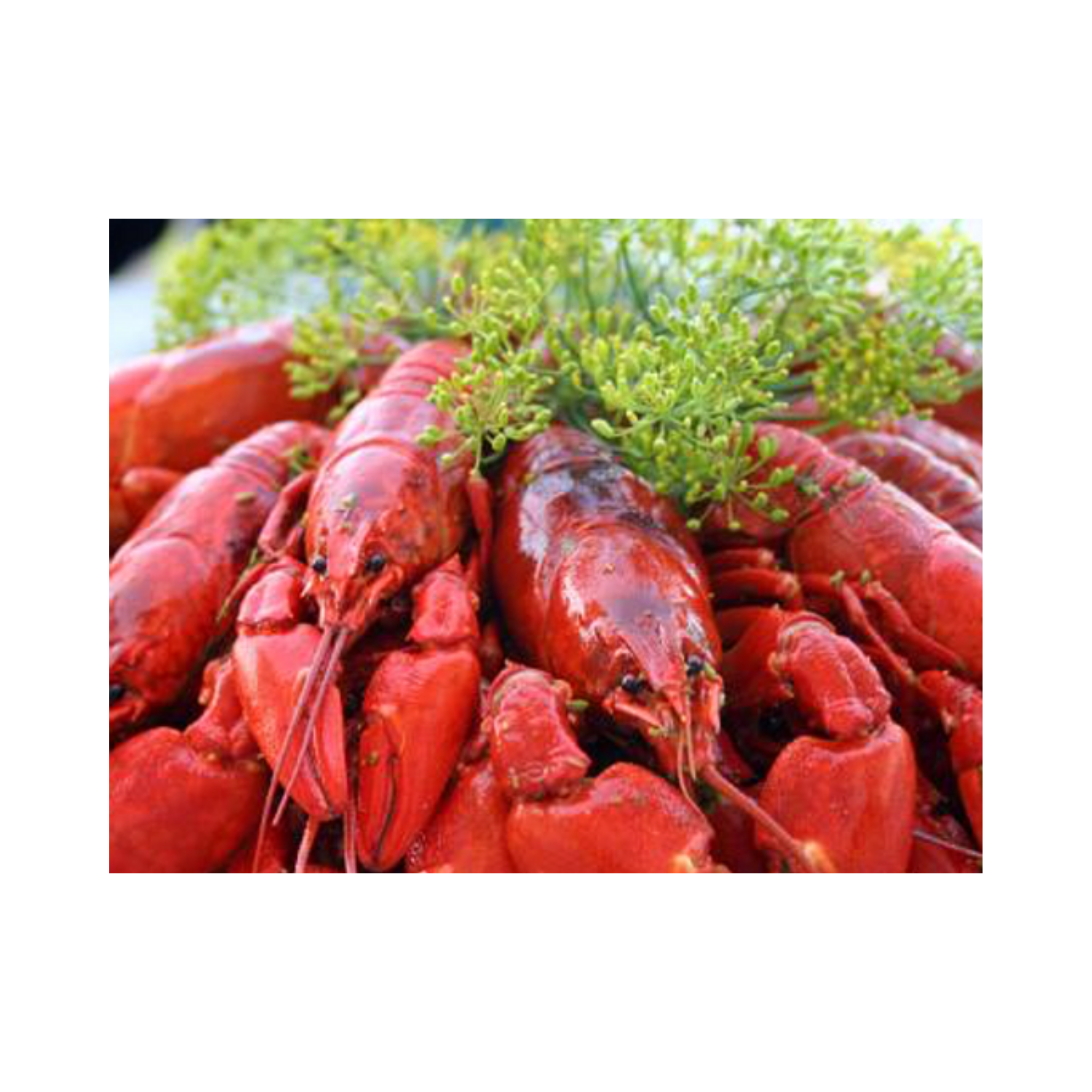 Kräftor Färska Svenska Signal 1kg